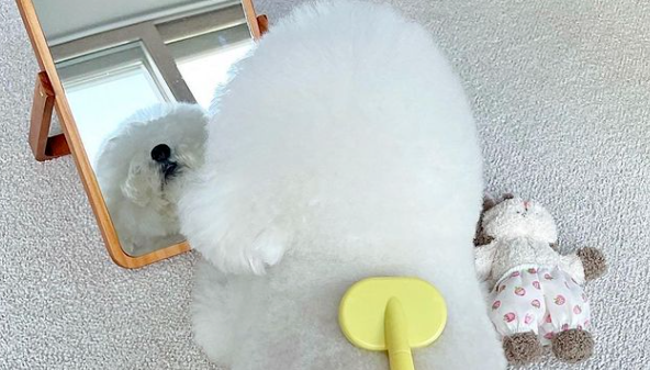 可爱的比熊犬能有多吓人?!它邪魅一笑:爱我你怕了吗? 可爱的比熊犬能有多吓人?!它邪魅一笑:爱我你怕了吗?