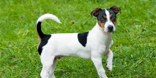 平毛猎狐梗吃什么?食物要适合犬生长阶段 平毛猎狐梗吃什么?食物要适合犬生长阶段