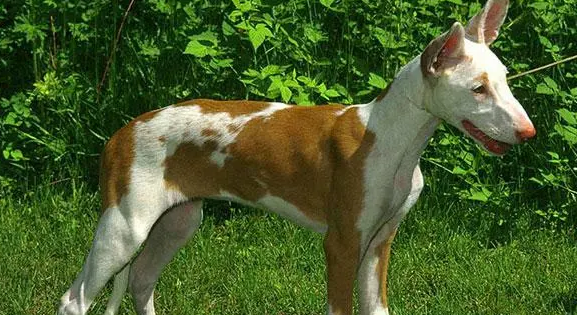 伊比赞猎犬好养吗?该犬毛发较容易打理 伊比赞猎犬好养吗?该犬毛发较容易打理