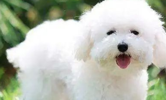陪伴11年的比熊犬寄养2天死亡，法院判宠物店主赔偿精神抚慰金