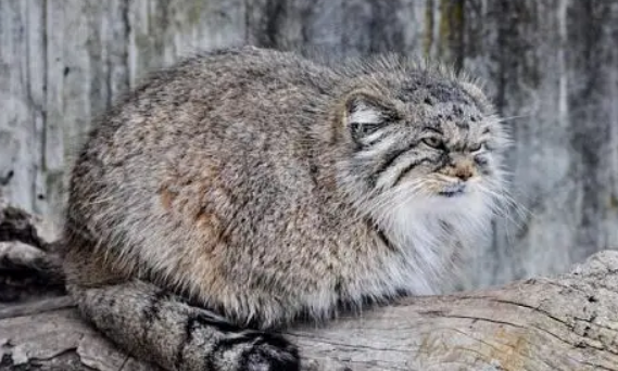 帕拉斯猫能养吗 帕拉斯猫能养吗