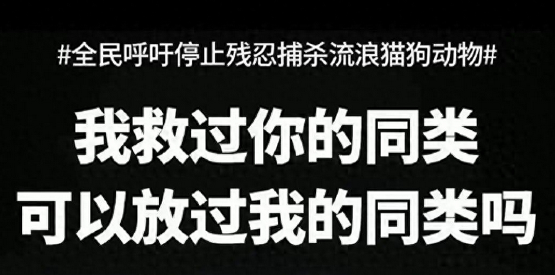 全国捕杀流浪猫狗引爱狗人士反弹：宠物也有生命！