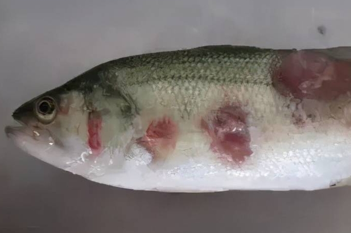 鱼身上溃烂怎么治疗