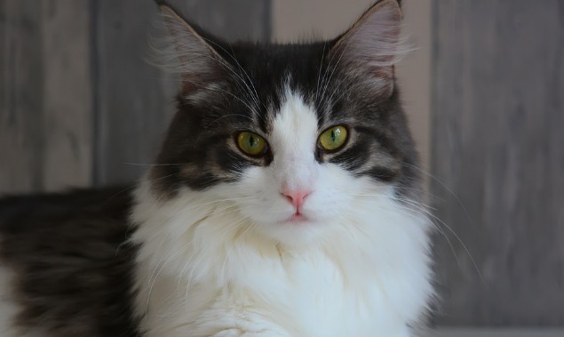 缅因猫一个月的开销