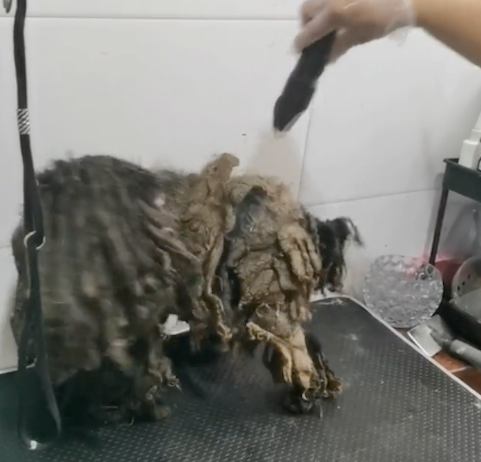流浪狗穿着厚重的铠甲，女士救助送到宠物店，幸运当天就被领养！