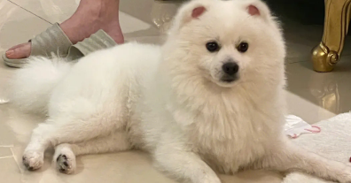 博美和银狐串串长什么样