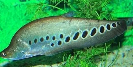 七星刀鱼吃什么长得快？它们是食肉性鱼类