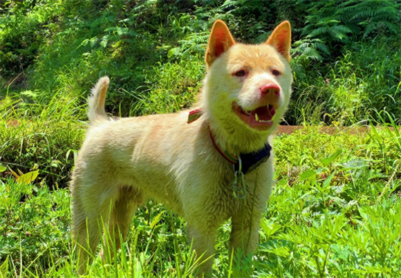 好猎犬何须外国找，在贵州有种“白龙犬”，一条就能干翻一头野猪