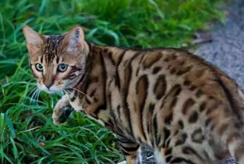 山狸猫是不是保护动物 山狸猫是不是保护动物