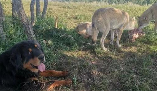 藏獒混入狼群成狼王，每天却护住第一口肉孝敬老狼王