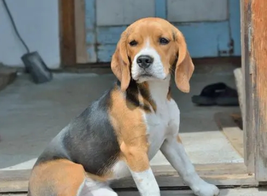 比格犬多少钱一只 比格犬多少钱一只