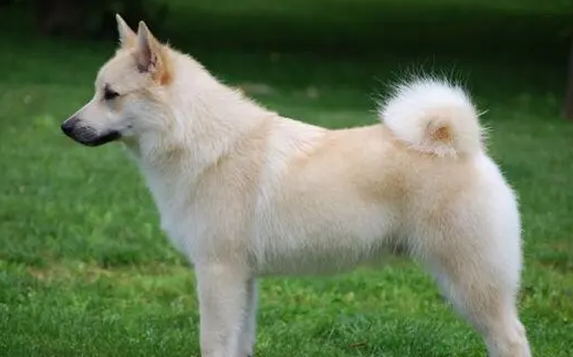 挪威布哈德犬怎么养？食物要合理搭配