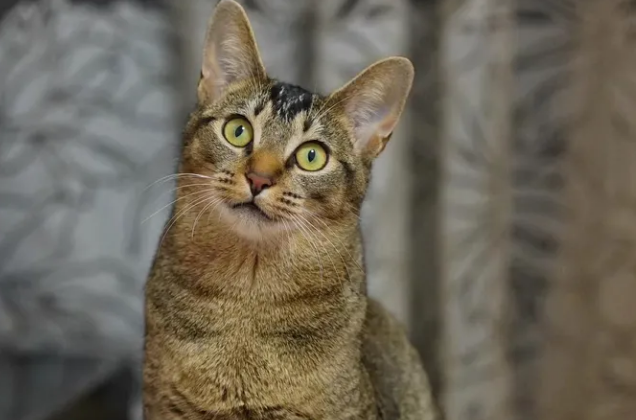 中华神猫之“雀猫”,为什么说是猫界“大哥”?-宠物网