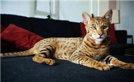阿瑟拉猫是一只怎样的猫？