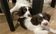 史宾格幼犬图片