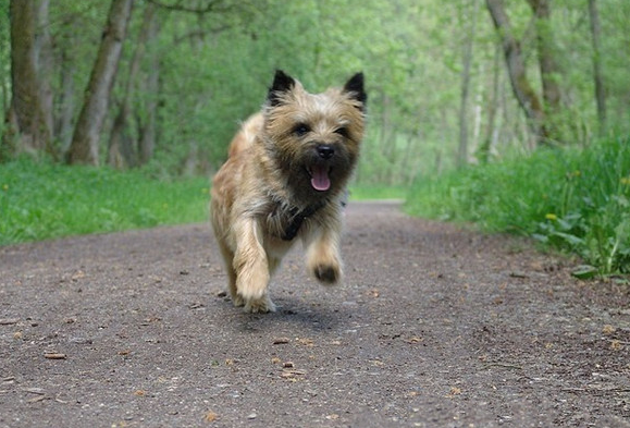 世界名犬介绍之--凯安梗 世界名犬介绍之--凯安梗