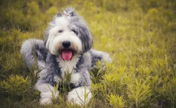 牧羊犬种类大全