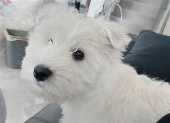 西部高地白梗能长多大?该犬属于小型犬 西部高地白梗能长多大?该犬属于小型犬