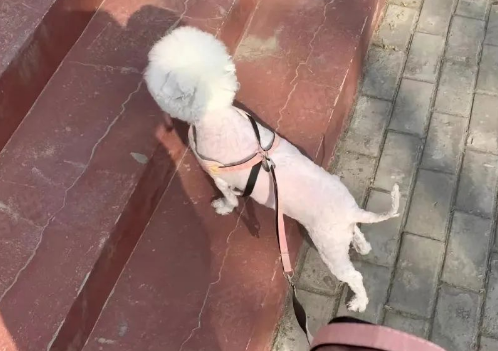 走失5个月的比熊犬,大夏天还穿着厚棉袄 走失5个月的比熊犬,大夏天还穿着厚棉袄
