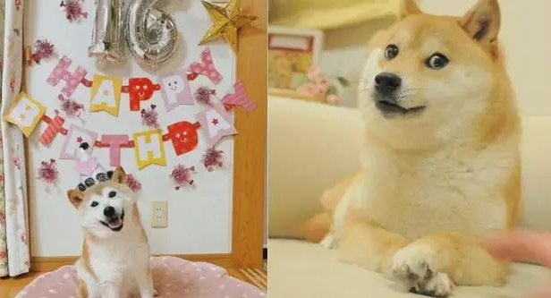 "Doge"原型柴犬,确诊白血病和肝病 "Doge"原型柴犬,确诊白血病和肝病