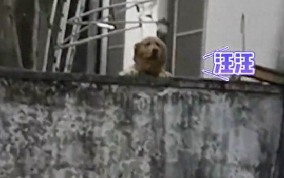 武警官兵在出操训练,一只金毛扒在围墙上偷看 武警官兵在出操训练,一只金毛扒在围墙上偷看