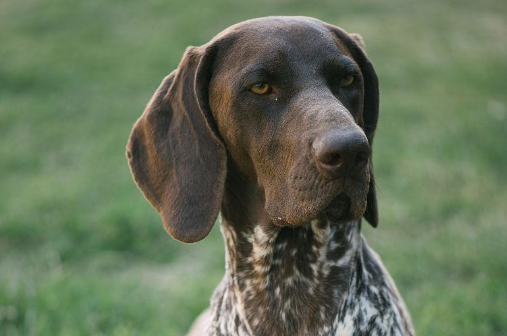 波音达猎犬怎么养 给它尽量多的活动量 波音达猎犬怎么养 给它尽量多的活动量