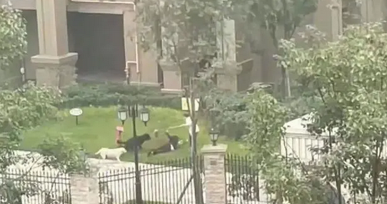 2岁女童被恶犬咬伤,极端爱狗人士嘲讽受伤女童活该 2岁女童被恶犬咬伤,极端爱狗人士嘲讽受伤女童活该