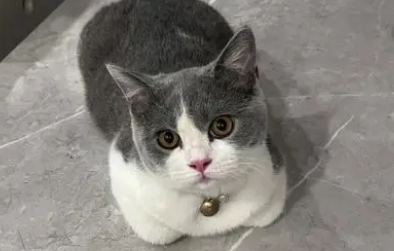 英国蓝短猫多少钱