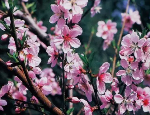 什么样的桃花 什么样的桃花