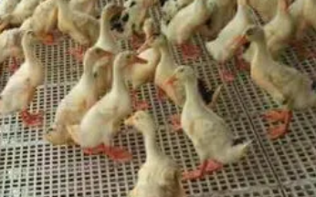 养鸭怎么不用清理粪便 养鸭怎么不用清理粪便