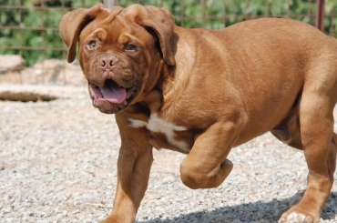 马士提夫犬的喂食要点 主食中可加鱼骨粉或钙粉