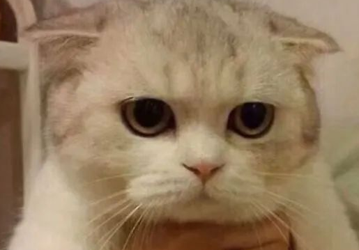 猫狗两难全？猫咪＆狗子——我全都要！
