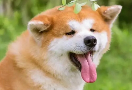 秋田犬是哪个国家的品种
