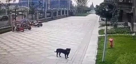 2岁幼童遭烈犬撕咬，狗主人去哪了？为何不系绳？