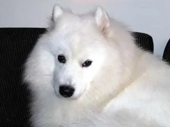 爱斯基摩犬能长多大 内层被毛短而致密 爱斯基摩犬能长多大 内层被毛短而致密