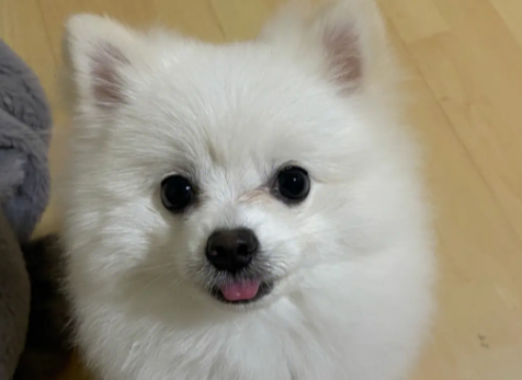 博美来大姨妈后还会长大吗 博美来大姨妈后还会长大吗