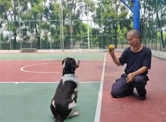 如何培养天性活泼的小狗成为专业警犬?奋斗一线30余年 他给出答案…… 如何培养天性活泼的小狗成为专业警犬?奋斗一线30余年 他给出答案……