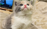 英国短毛猫长什么样