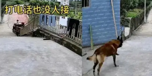 狗已签收的快递引发了关注,主人却不在家?! 狗已签收的快递引发了关注,主人却不在家?!