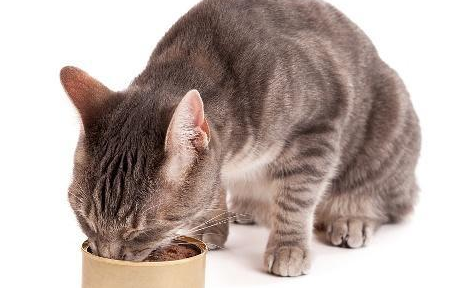 山东亚宠宠物食品安不安全？