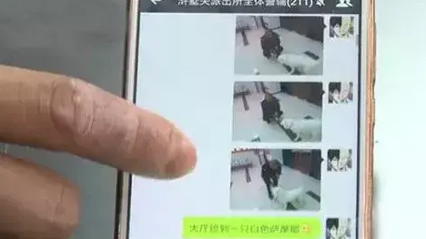 萨摩深夜跑到派出所报案:警察叔叔,我不小心把主人弄丢了 萨摩深夜跑到派出所报案:警察叔叔,我不小心把主人弄丢了