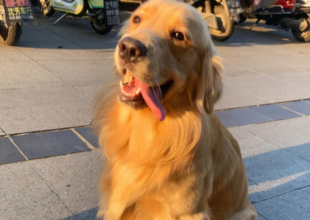 金毛一个月开销 金毛一个月开销
