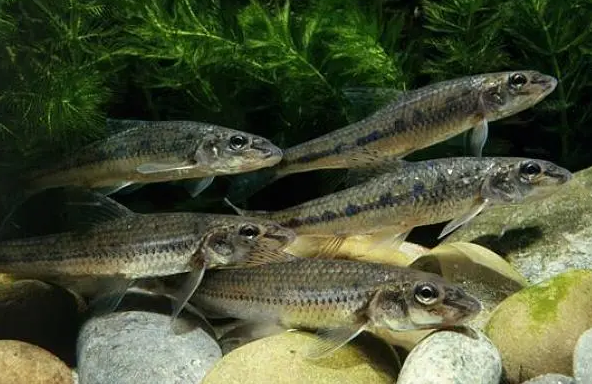100种常见淡水鱼类名称
