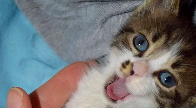 小猫被丢在垃圾堆,大叔好心给它喂水,它的一个举动令大叔心软了 小猫被丢在垃圾堆,大叔好心给它喂水,它的一个举动令大叔心软了