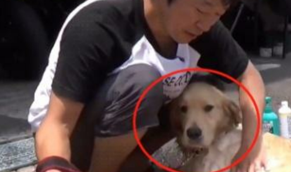 小伙在路边给金毛洗澡,洗澡方式像杀兔子,金毛:太舒服了 小伙在路边给金毛洗澡,洗澡方式像杀兔子,金毛:太舒服了