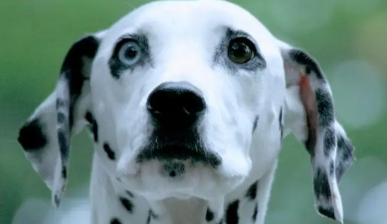 大麦町犬是烈性犬吗