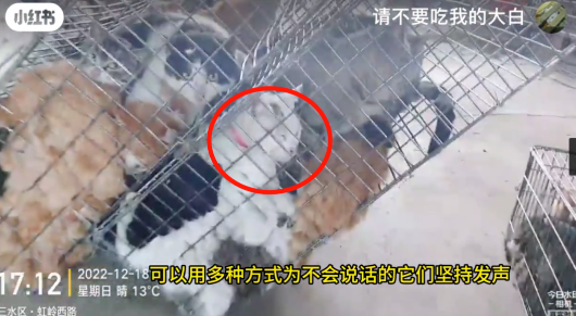 “请不要吃我的猫”:为了救猫,她成了“偷猫宰猫黑产”最怕的女人 “请不要吃我的猫”:为了救猫,她成了“偷猫宰猫黑产”最怕的女人