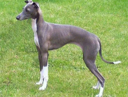 灵缇犬小时候,小灵缇犬_大山谷图库
