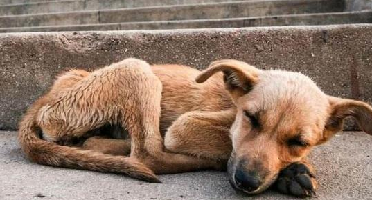 “爱心喂养”流浪犬，狗咬伤人要担责