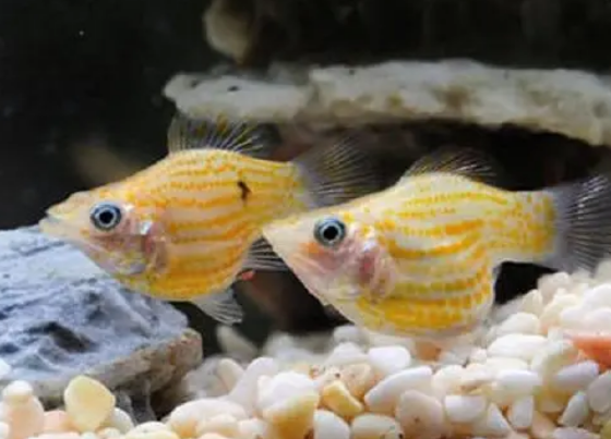 什么水族适合懒人养